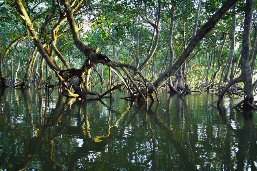 Tidal channel through the Sundarban mangroves