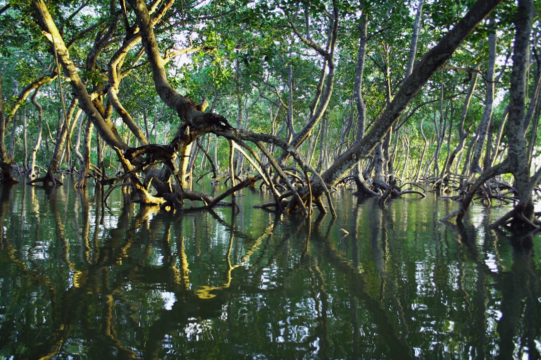 brown tree branch on water, Mangrove forest located in the Mida Creek - Malindi
