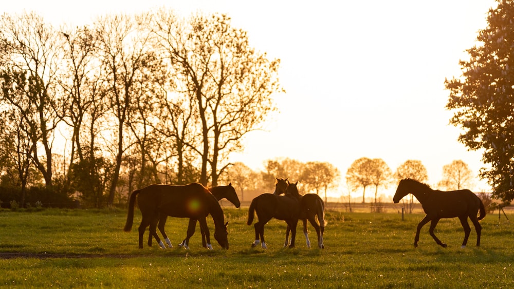 herd of horses on green grass field during daytime