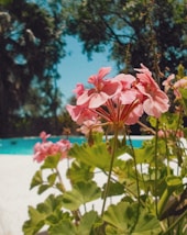 Piscina en Hato Mayor, República Dominicana, perfecta para pasadías y eventos privados.