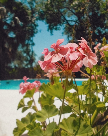 Piscina en Hato Mayor, República Dominicana, perfecta para pasadías y eventos privados.