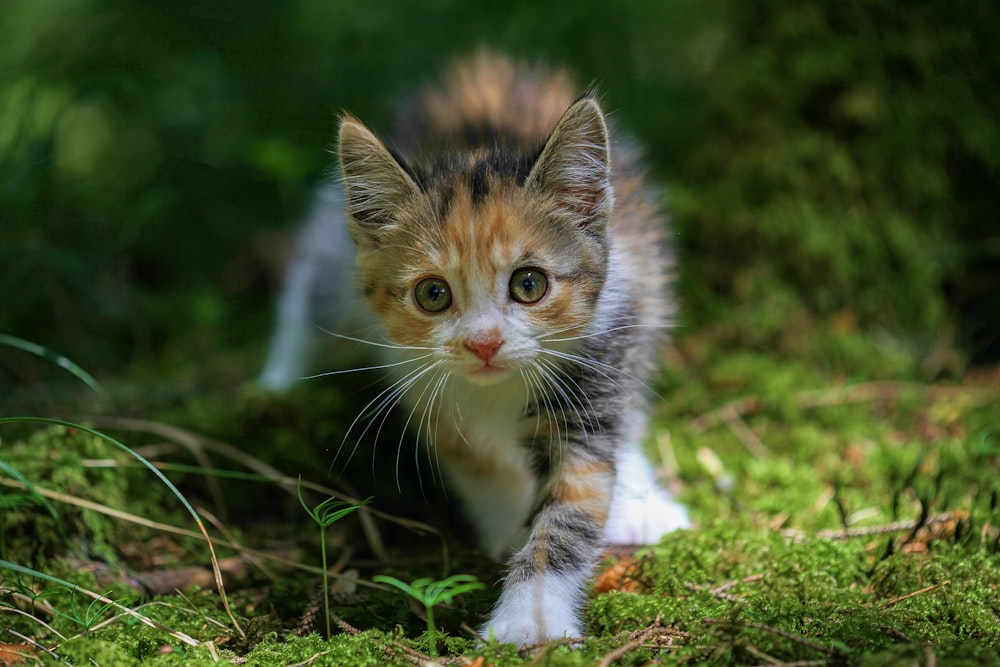 Gatito atigrado marrón en hierba verde durante el día