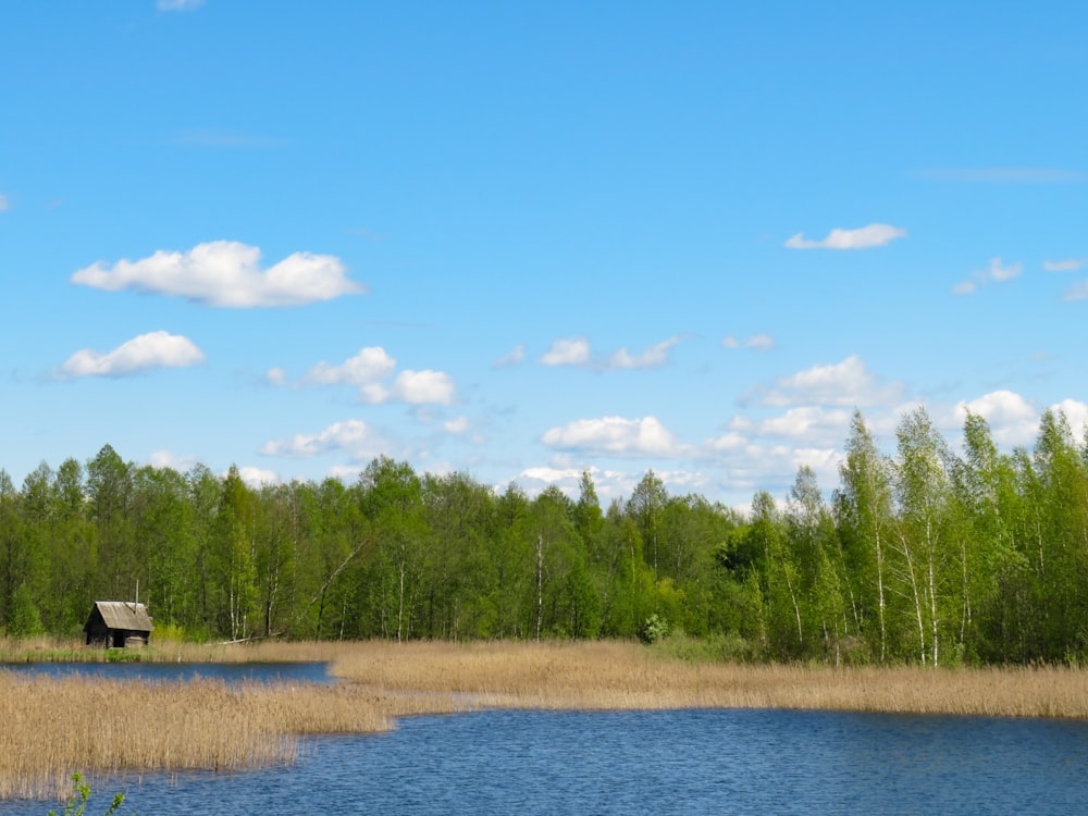 árboles verdes al lado del río bajo el cielo azul durante el día