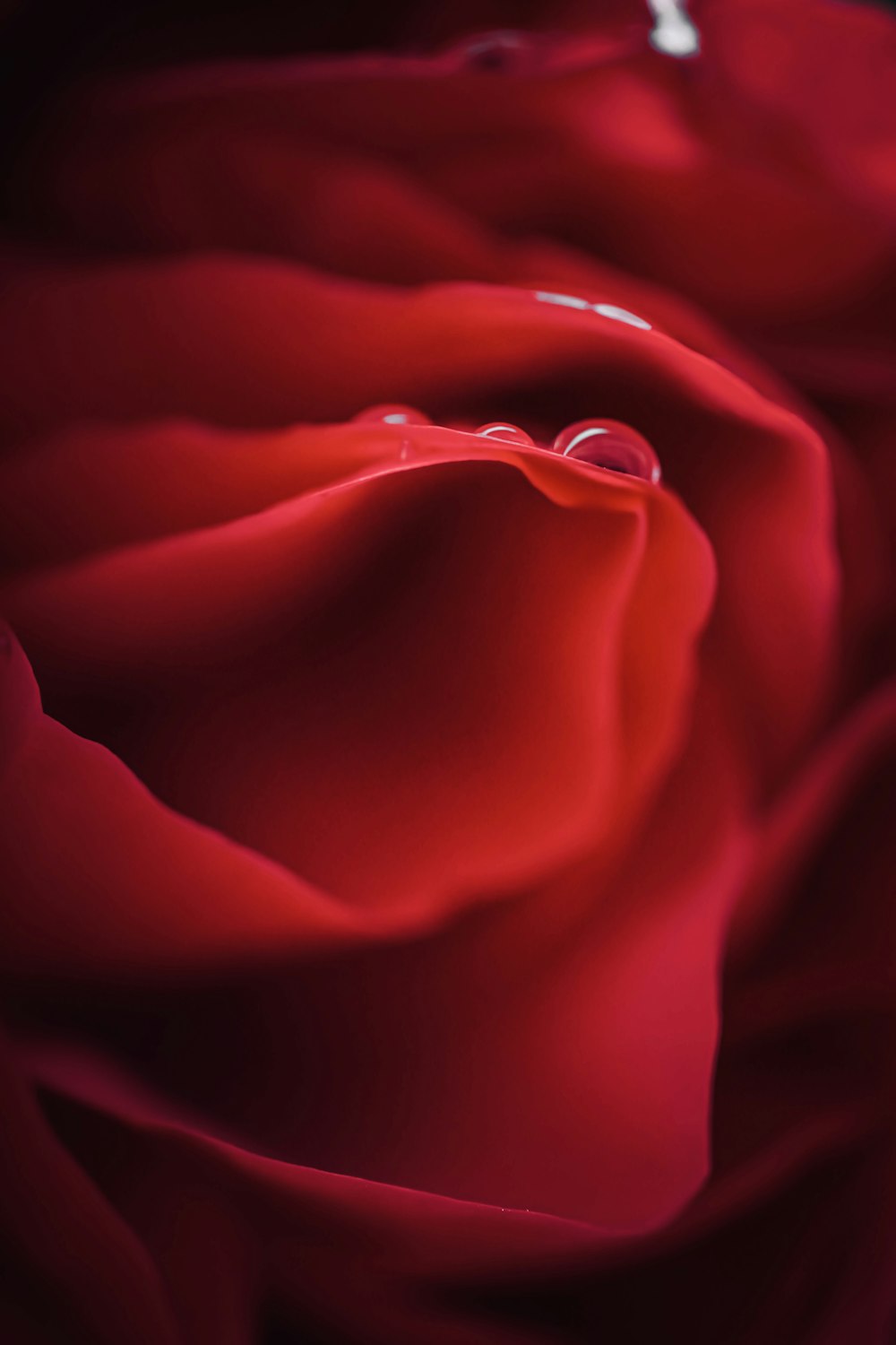 red rose in close up photography