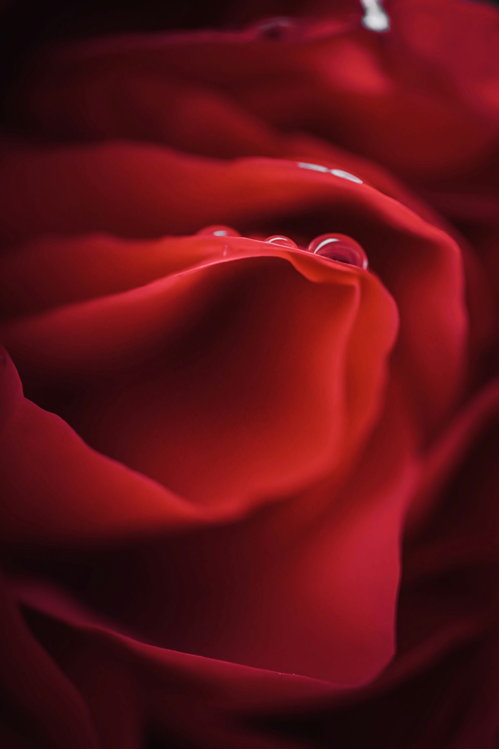 rosa vermelha na fotografia de perto