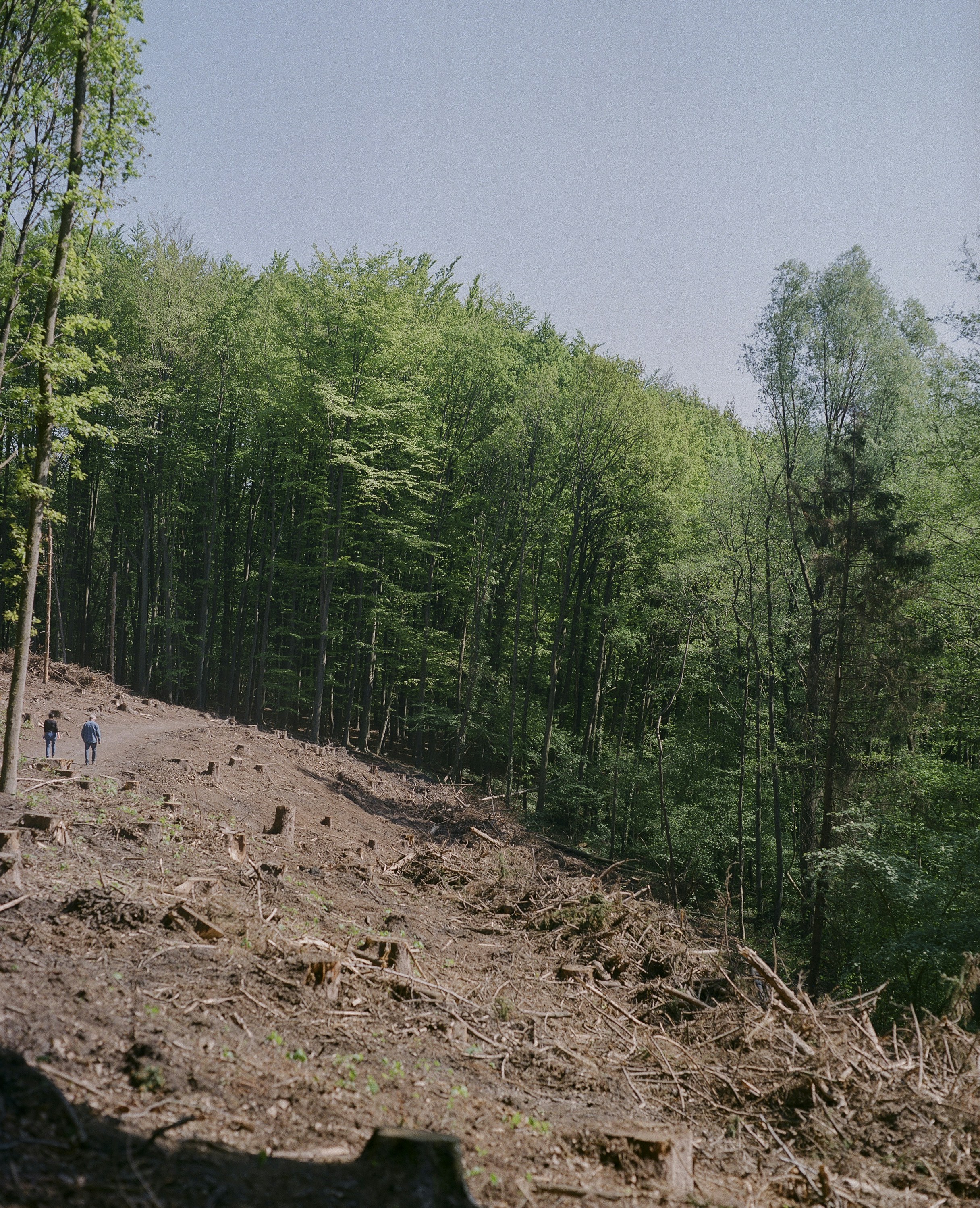 The Carbon Footprint Of Deforestation: Fueling Global Warming