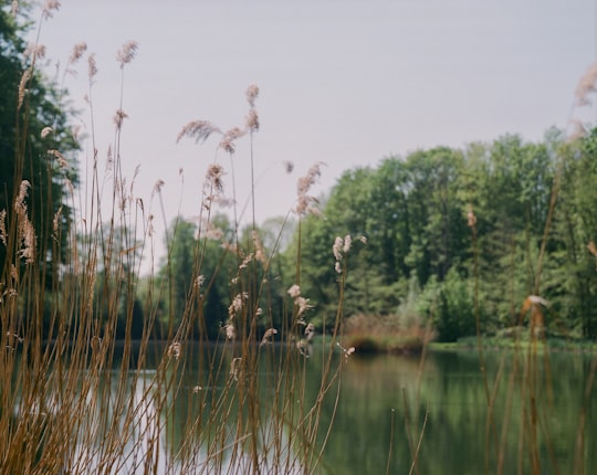 green grass near body of water during daytime in Landgraaf Netherlands