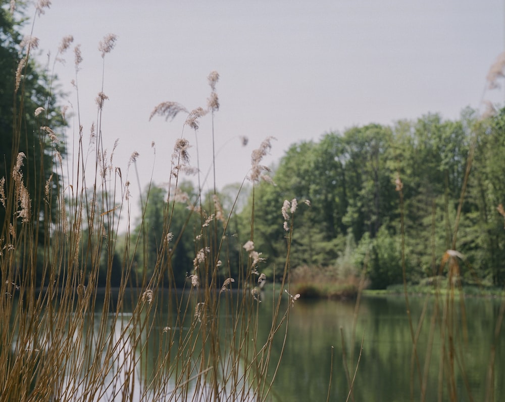 green grass near body of water during daytime