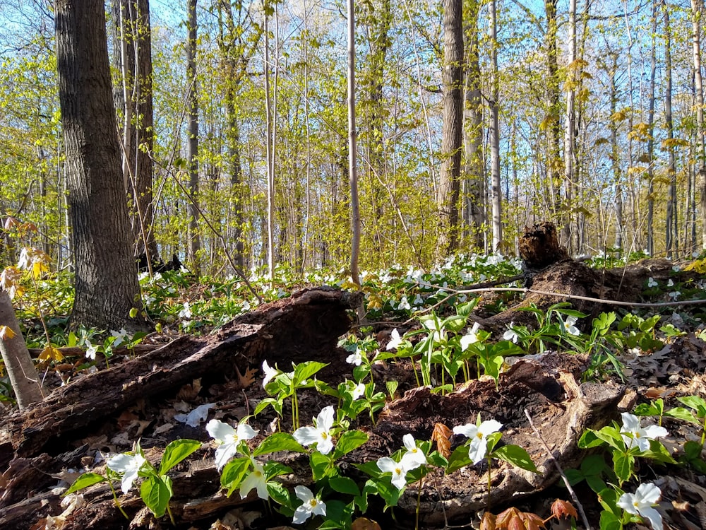 green leaves on brown tree trunk