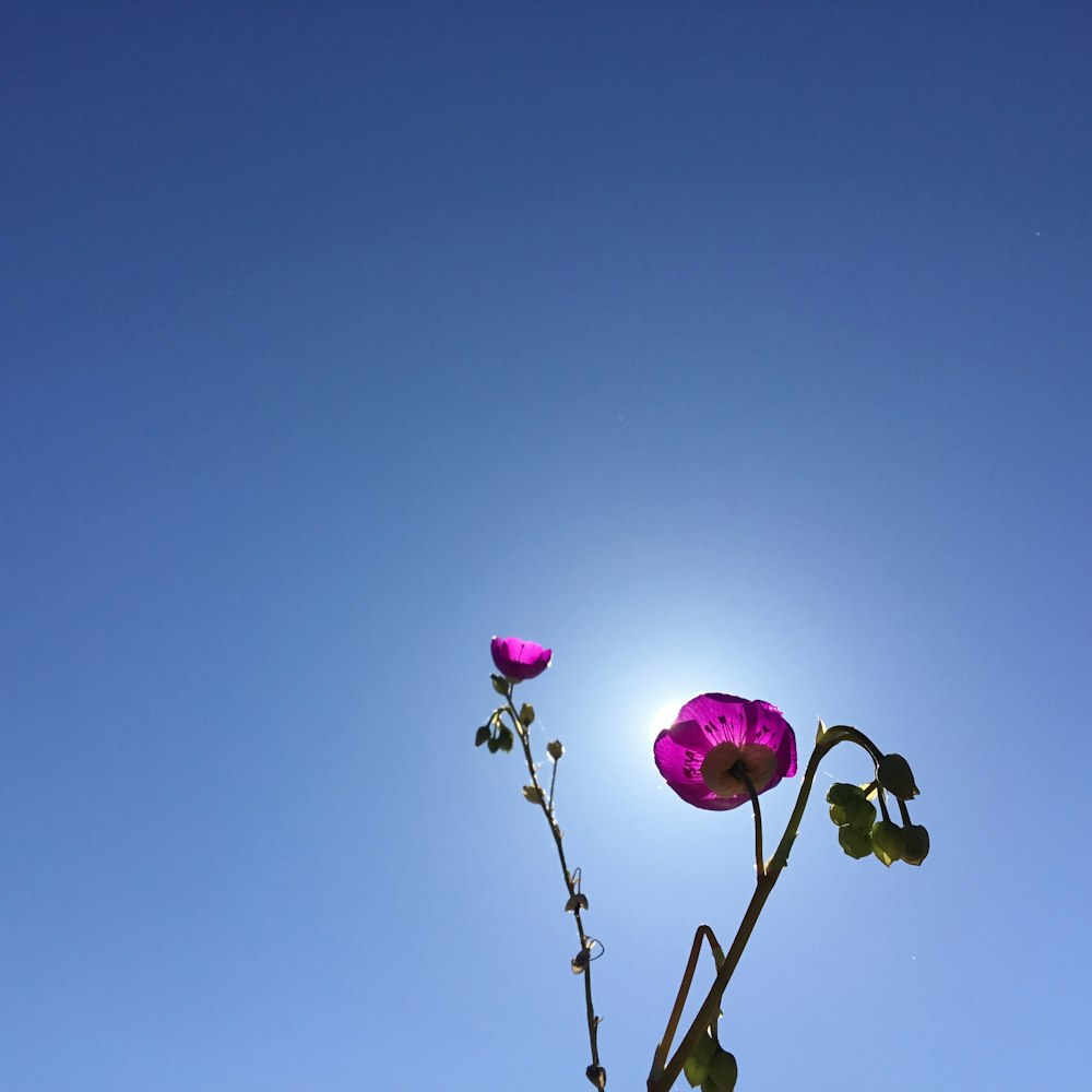 purple flower under blue sky