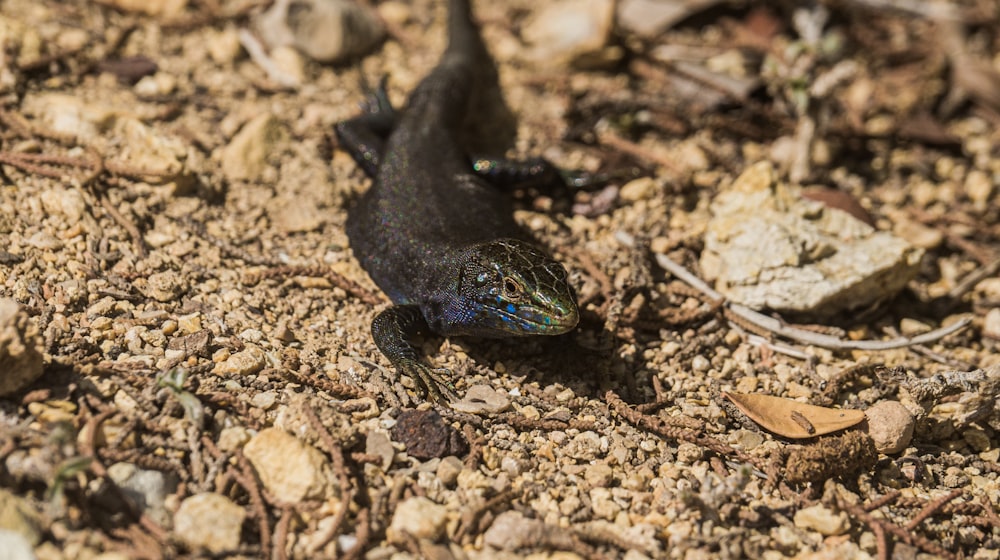 black lizard on brown soil