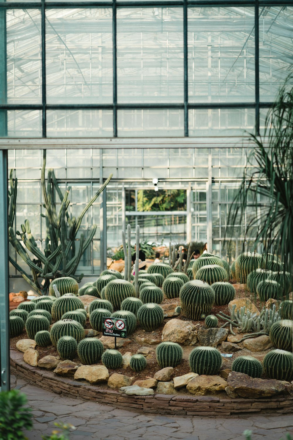 Plantas verdes de cactus dentro del invernadero