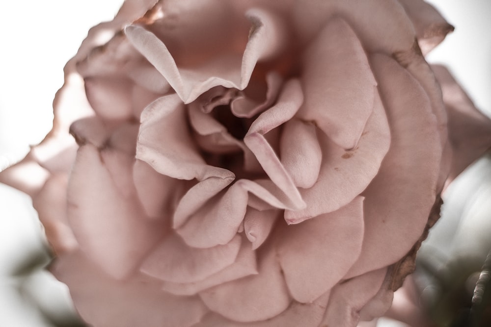 pink rose in bloom close up photo