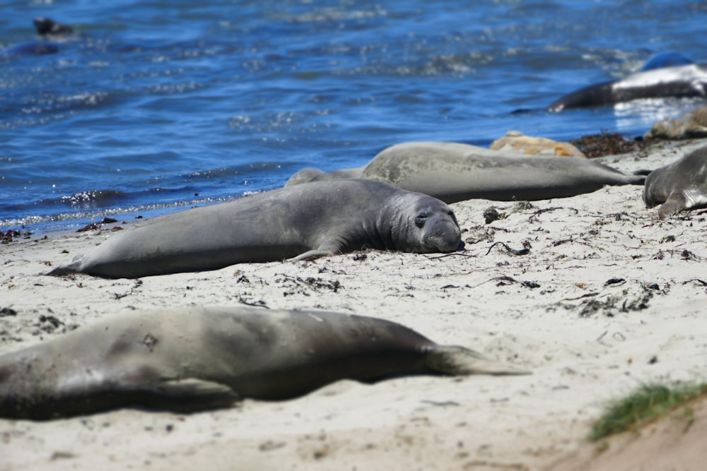 sea lion on white sand near blue water during daytime