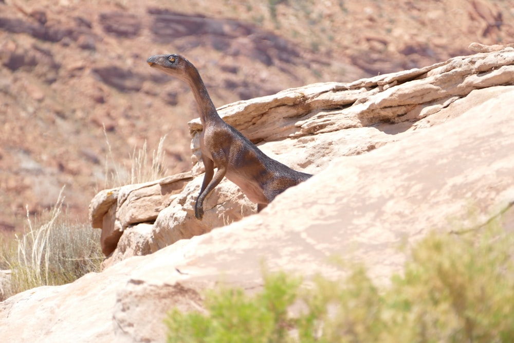 brown and black snake on brown rock during daytime