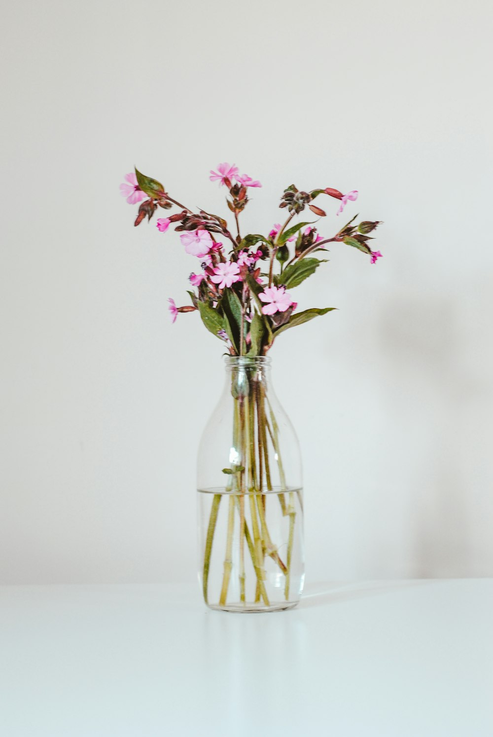 pink flowers in clear glass vase