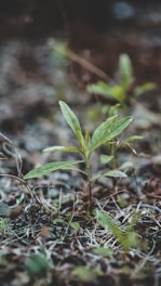 green leaf plant in close up photography