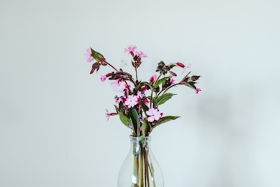 A simple and elegant bouquet of pink flowers with green leaves is arranged in a clear glass vase. The background is a plain light gray, which highlights the delicate colors of the flowers.