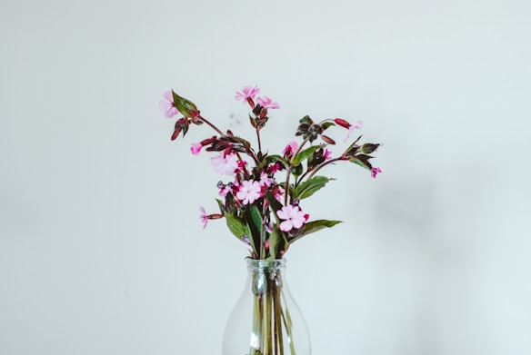 A simple and elegant bouquet of pink flowers with green leaves is arranged in a clear glass vase. The background is a plain light gray, which highlights the delicate colors of the flowers.