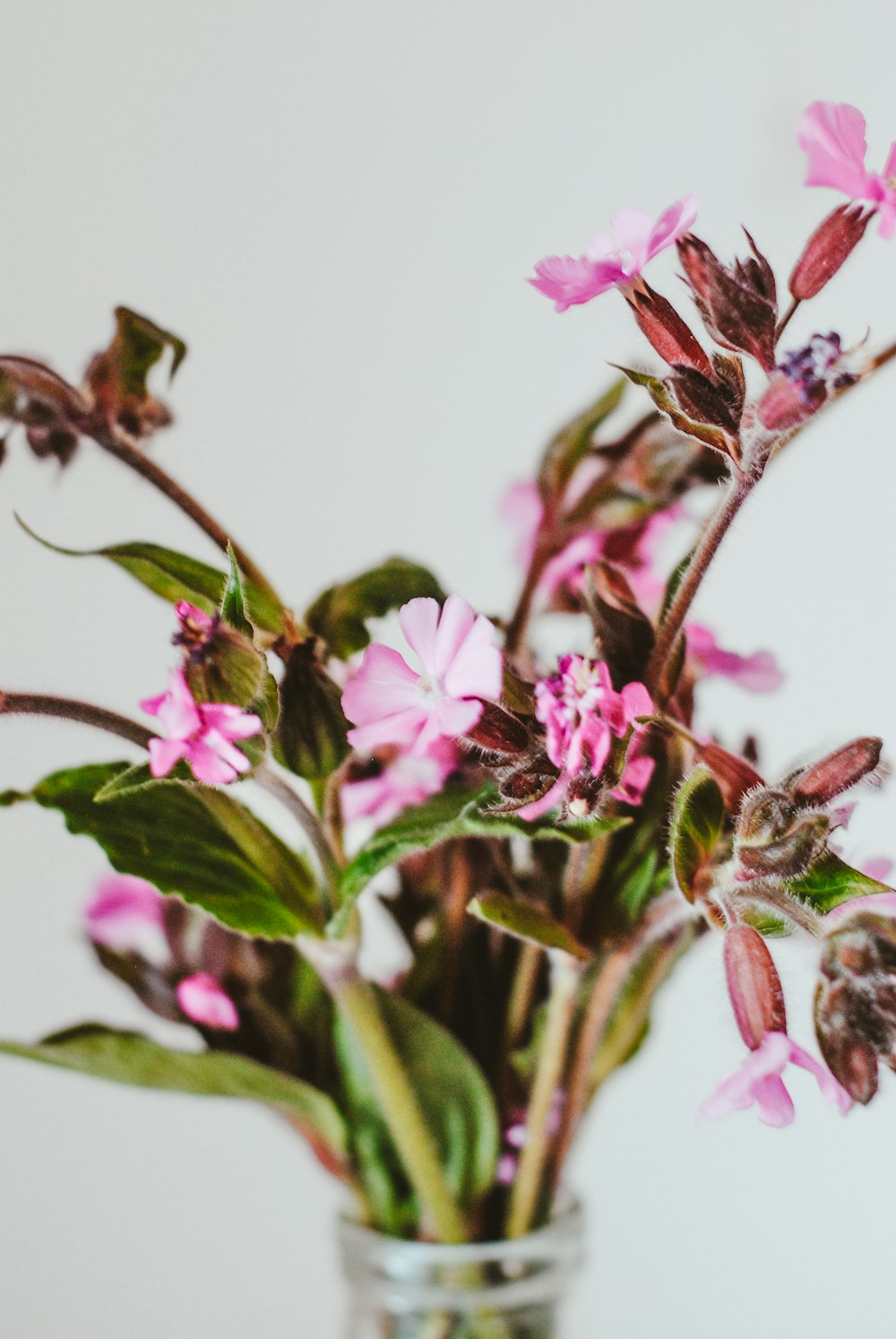 pink and white flower in close up photography