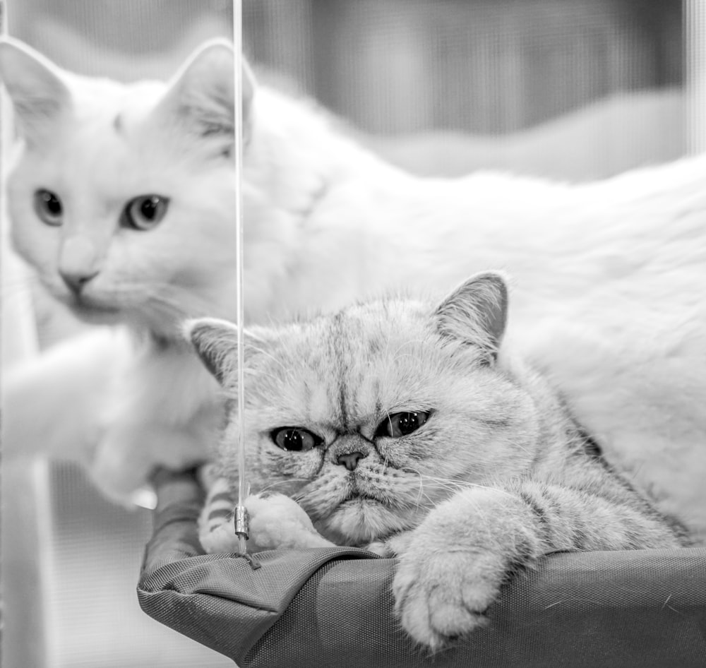 grayscale photo of cat on textile