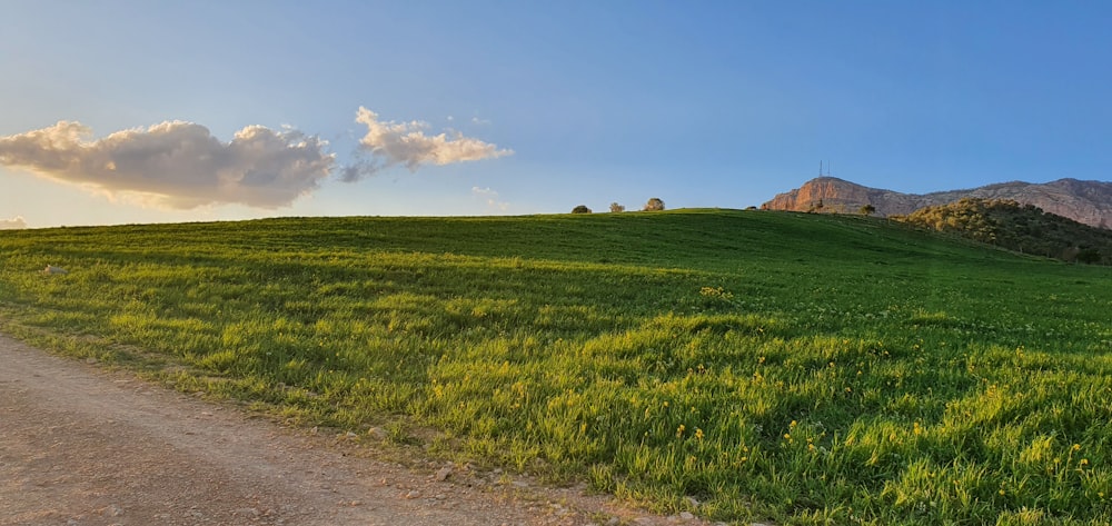 Campo de hierba verde bajo el cielo azul durante el día