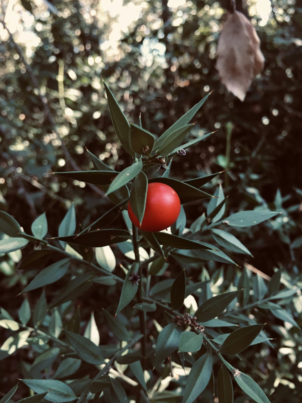 red tomato on green leaves during daytime