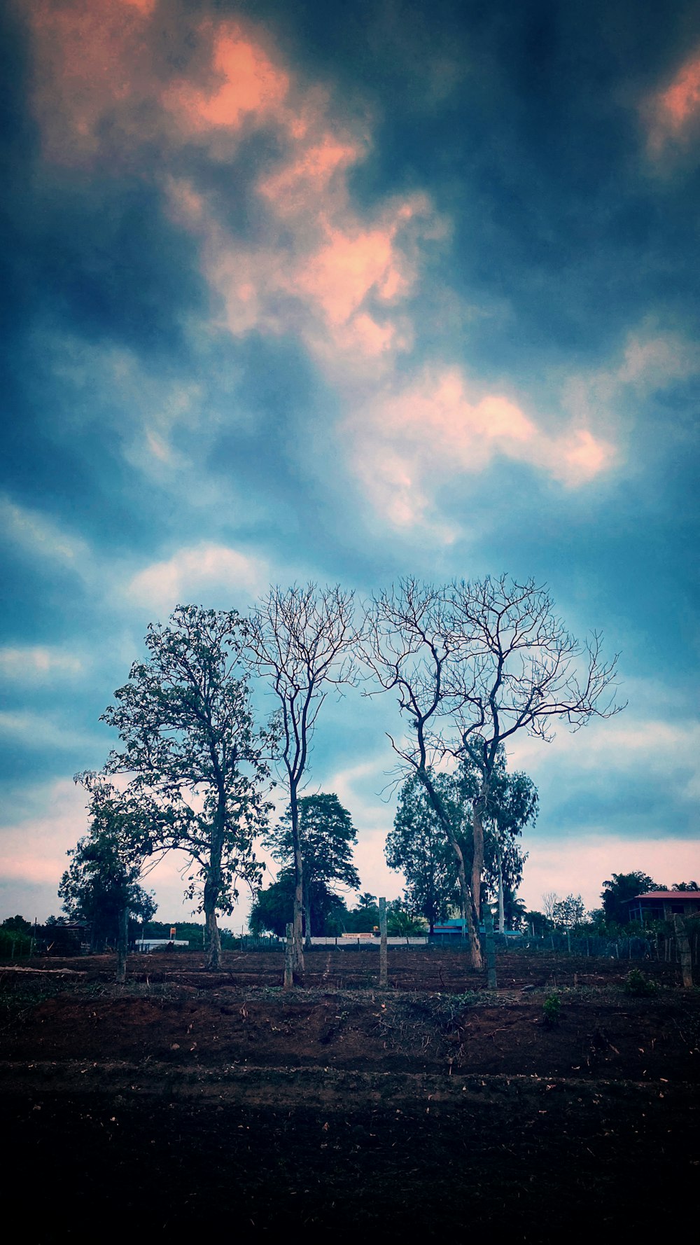 árbol sin hojas bajo el cielo nublado durante el día