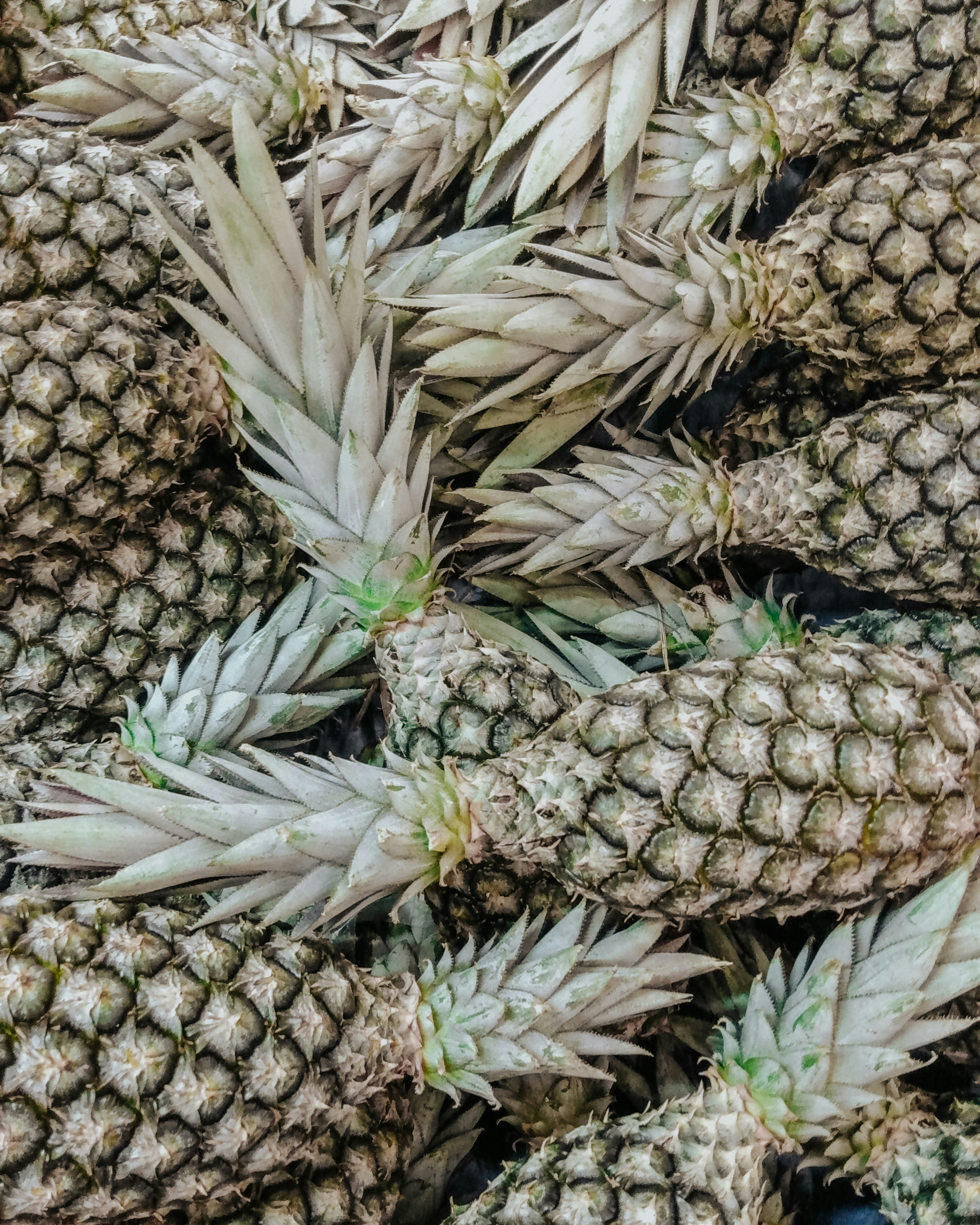 Foto Frutos de piña verde y marrón – Imagen Gris gratis en Unsplash