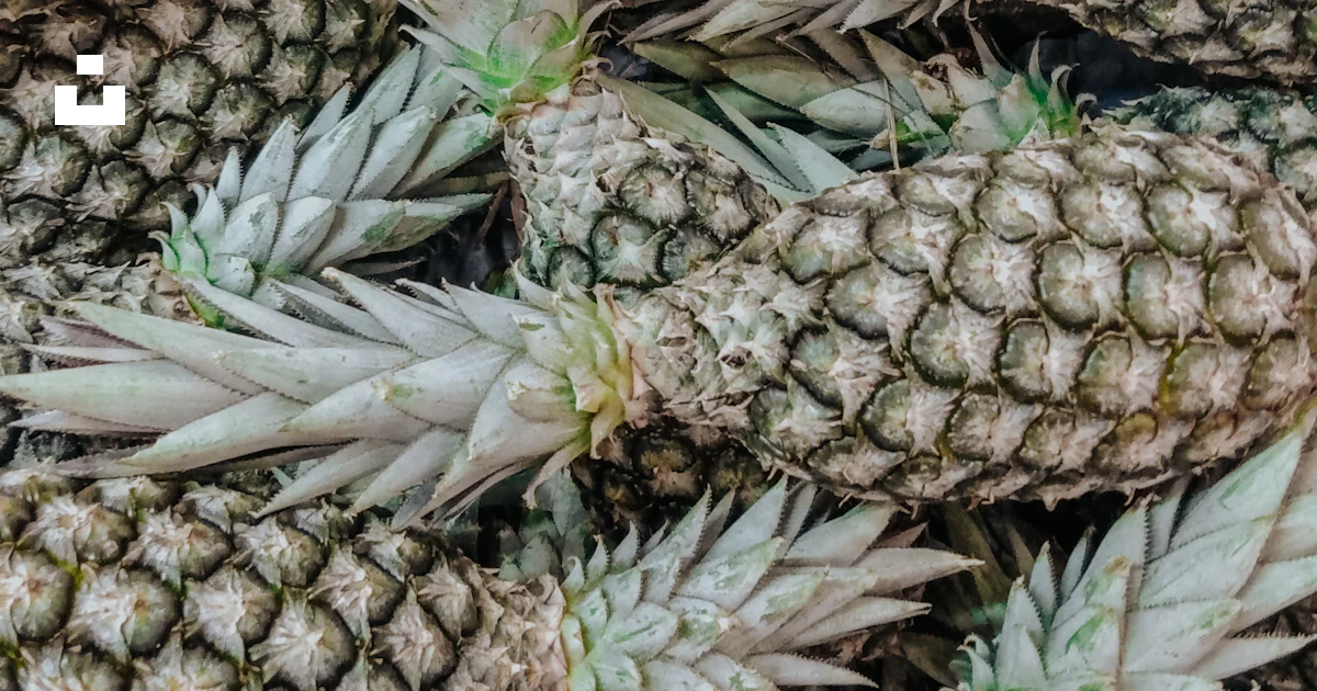 Foto Frutos de piña verde y marrón – Imagen Gris gratis en Unsplash