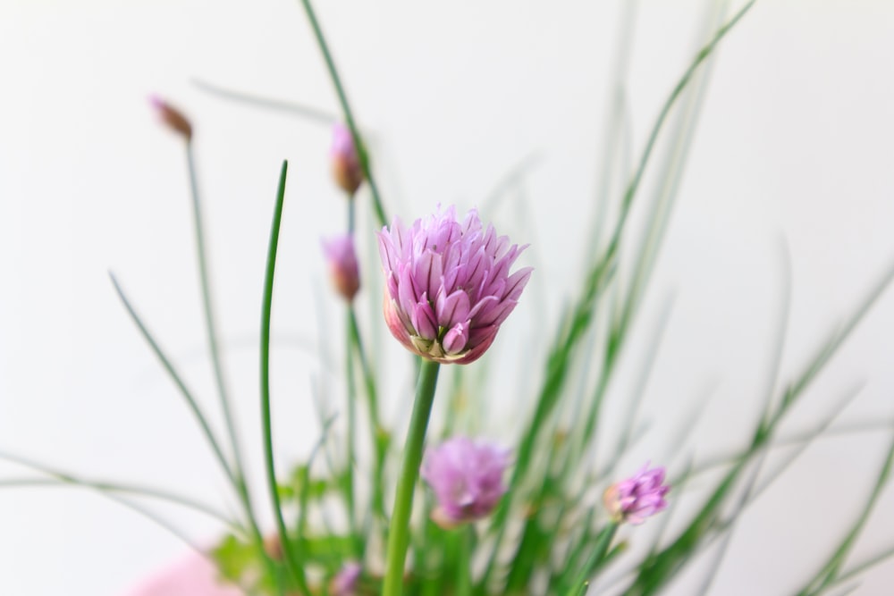 purple flower in tilt shift lens