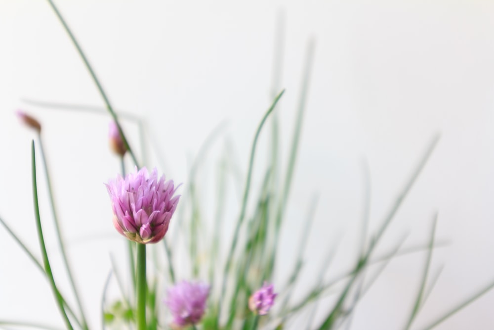 purple flower in tilt shift lens