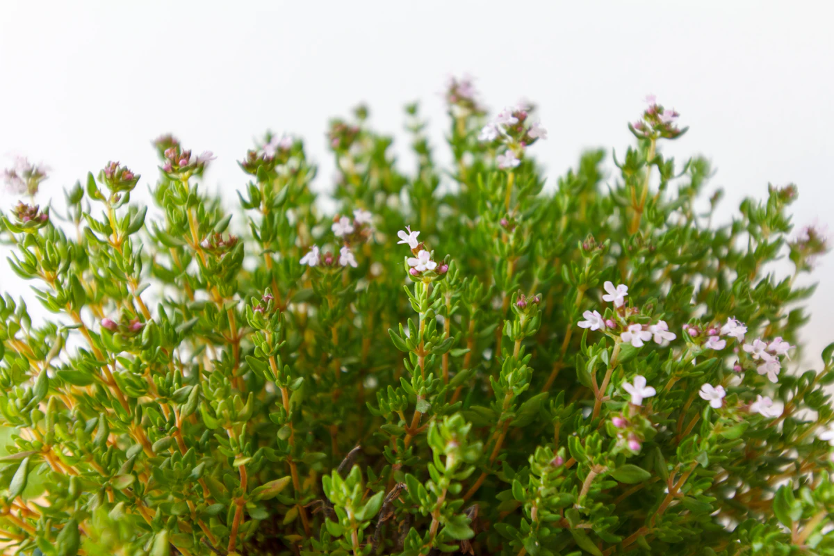 Thyme Growing India — Listerine Herb Cough Remedy Encyclopedia