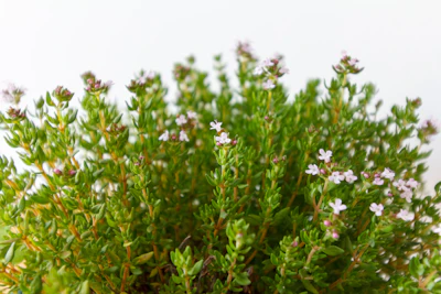 Thyme Growing India — Listerine Herb Cough Remedy Encyclopedia