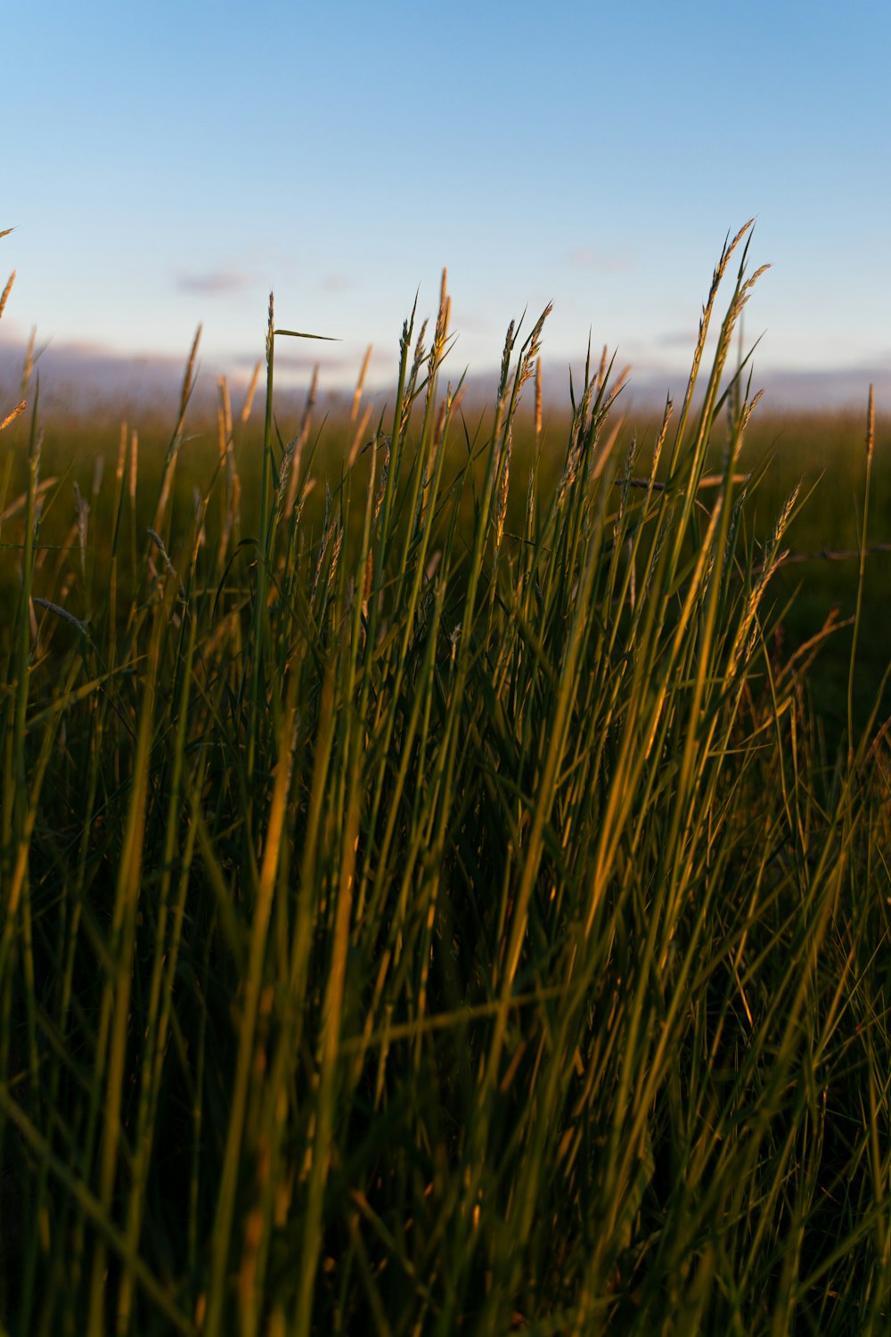 green grass field during daytime