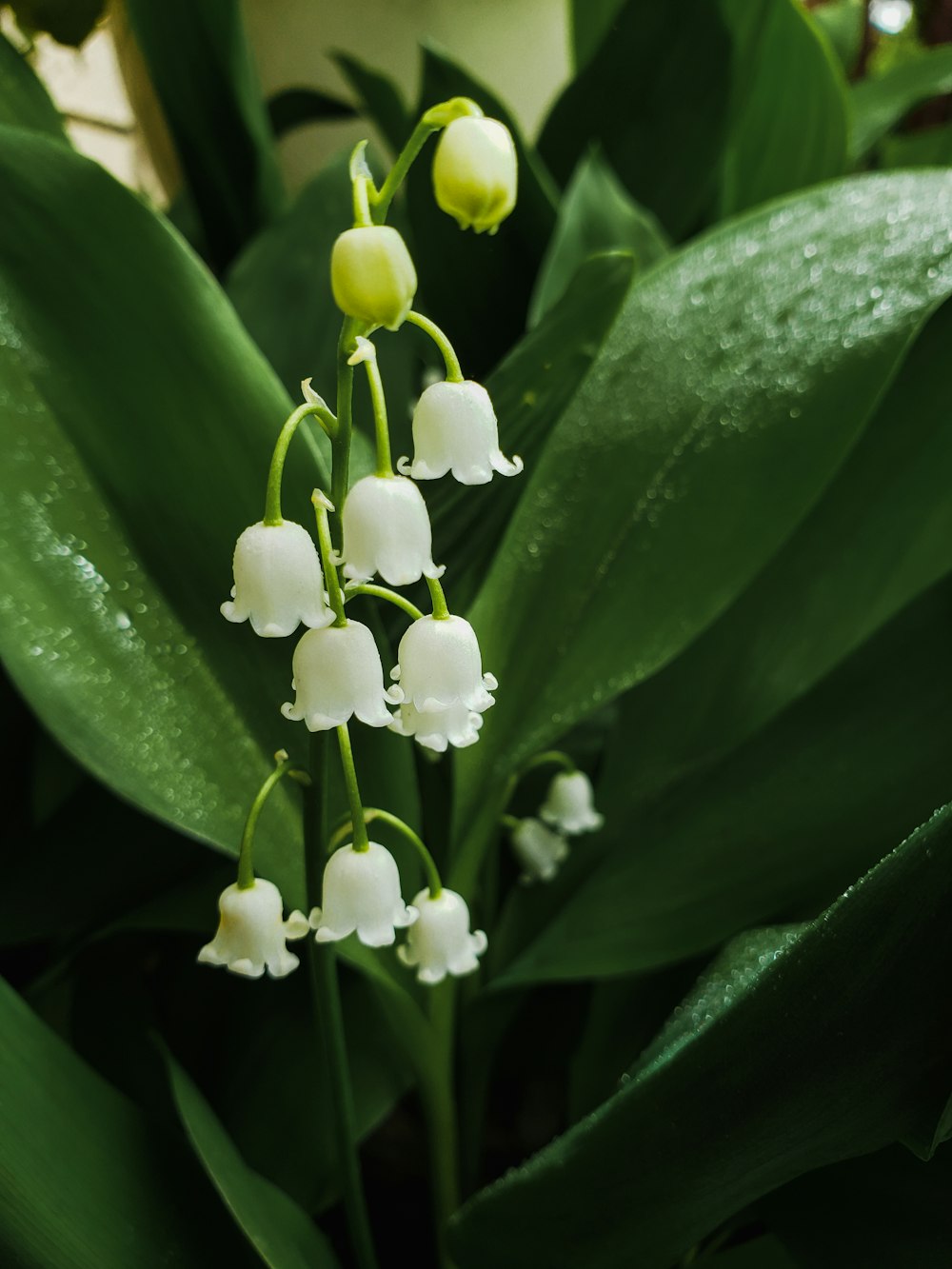 fleurs blanches avec des feuilles vertes