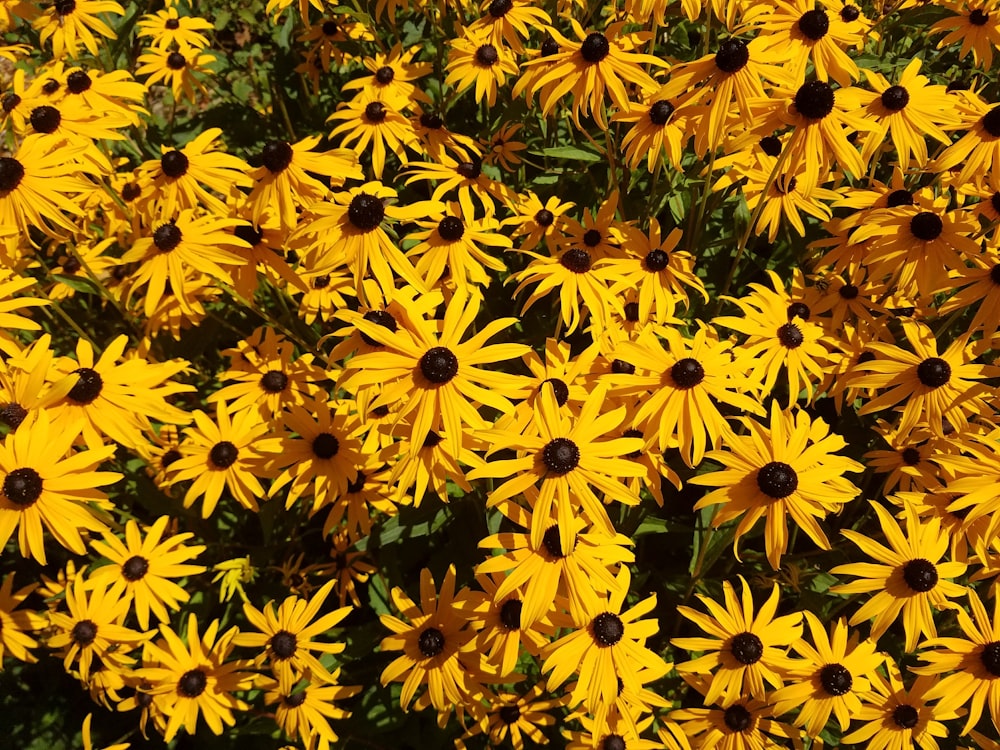 yellow flowers in bloom during daytime