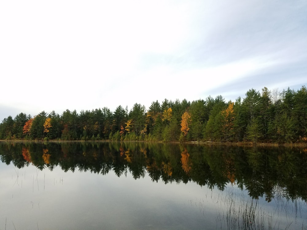 green trees beside lake under white sky during daytime