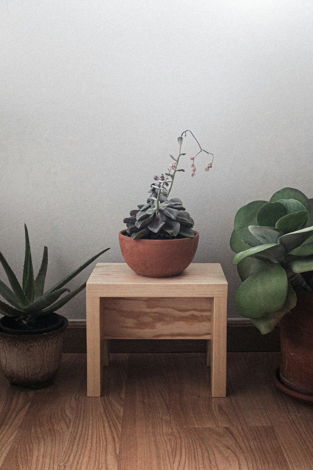 pianta verde su tavolo di legno marrone
