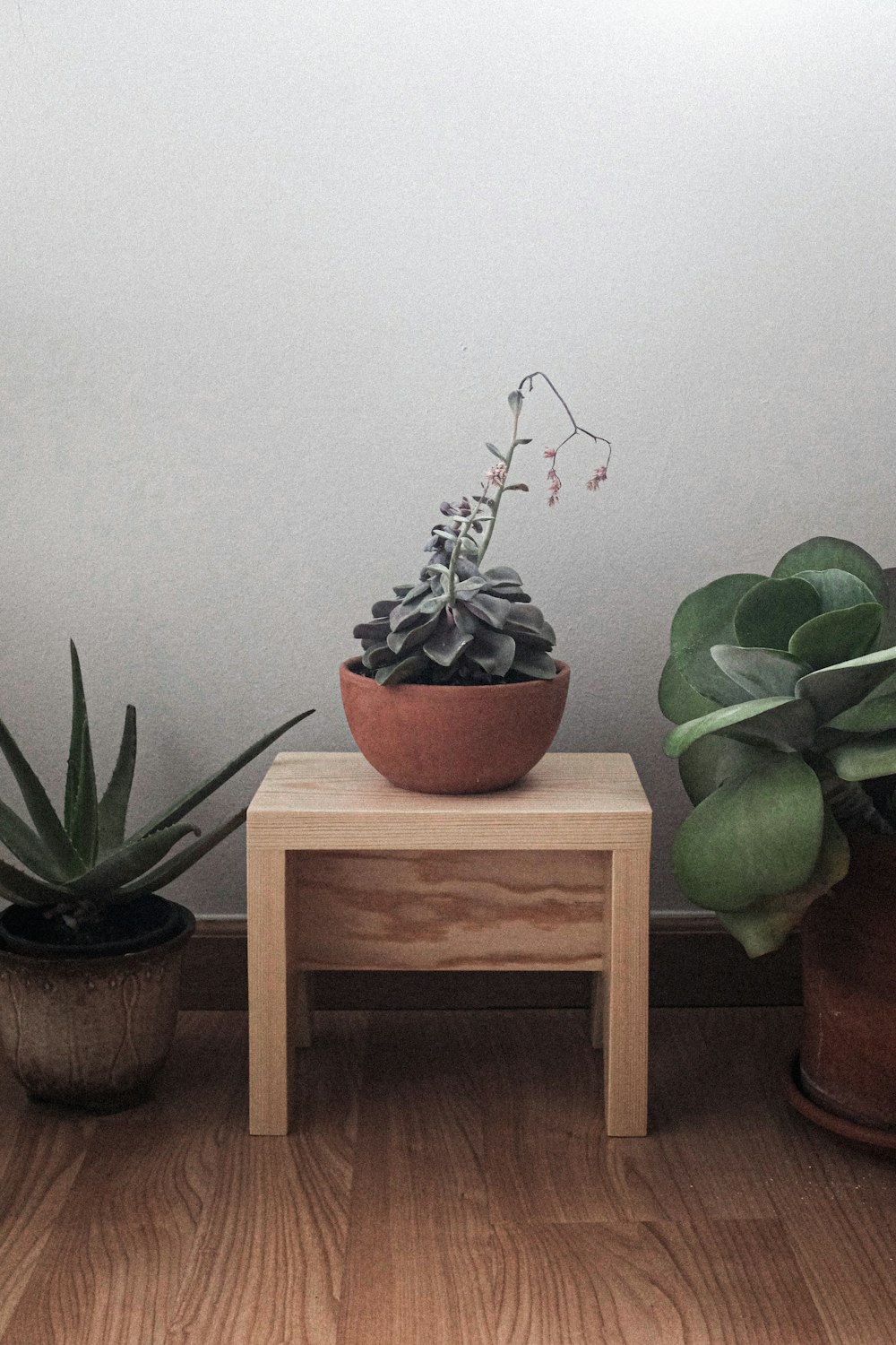 planta verde na mesa de madeira marrom