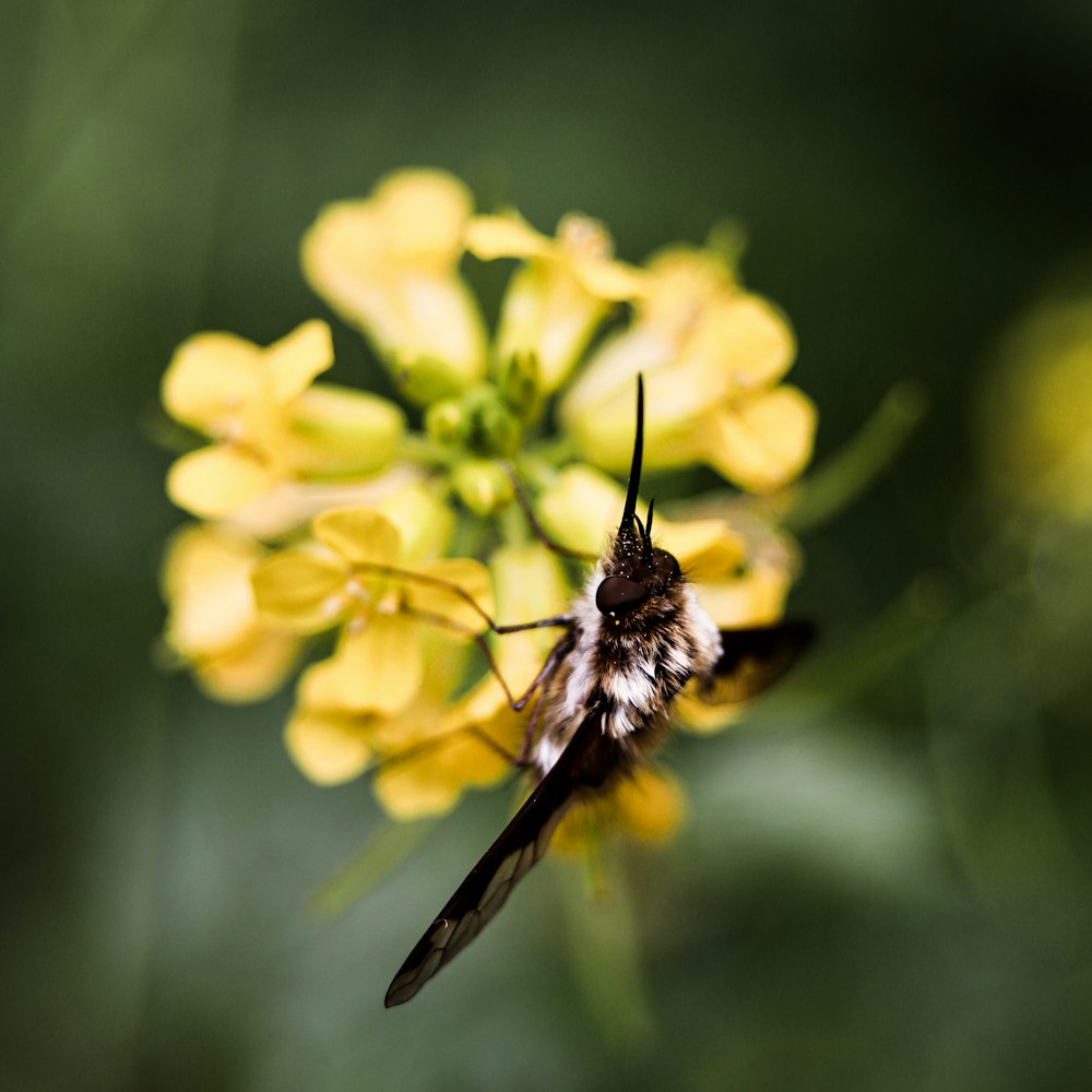 black and brown bee on yellow flower