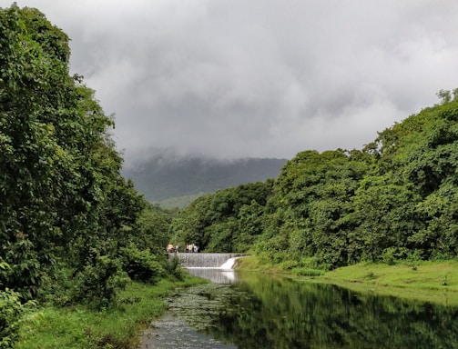 green trees near river under cloudy sky during daytime