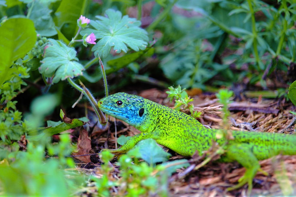 green and black lizard on brown dried leaves