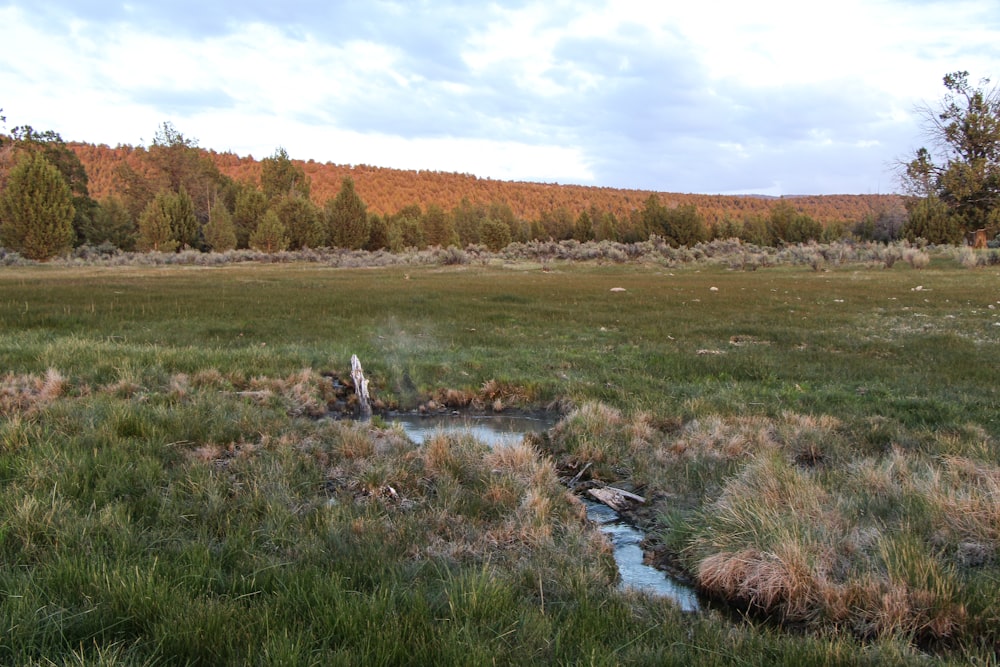 green grass field near river during daytime