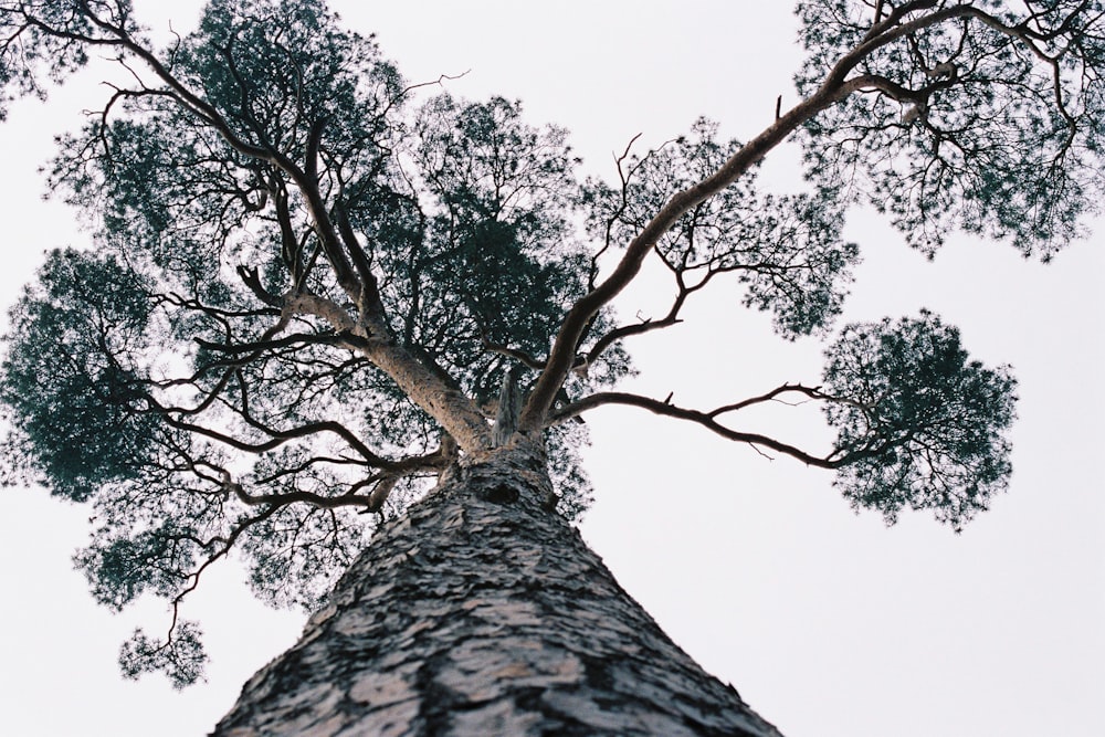 low angle photography of green tree under white sky during daytime