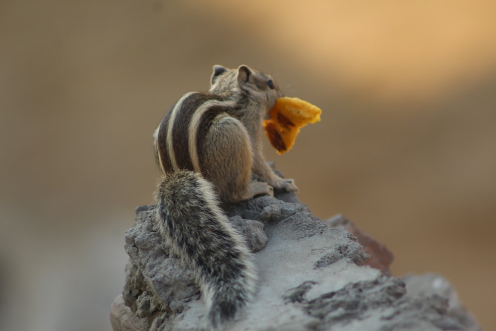 brown squirrel on gray rock