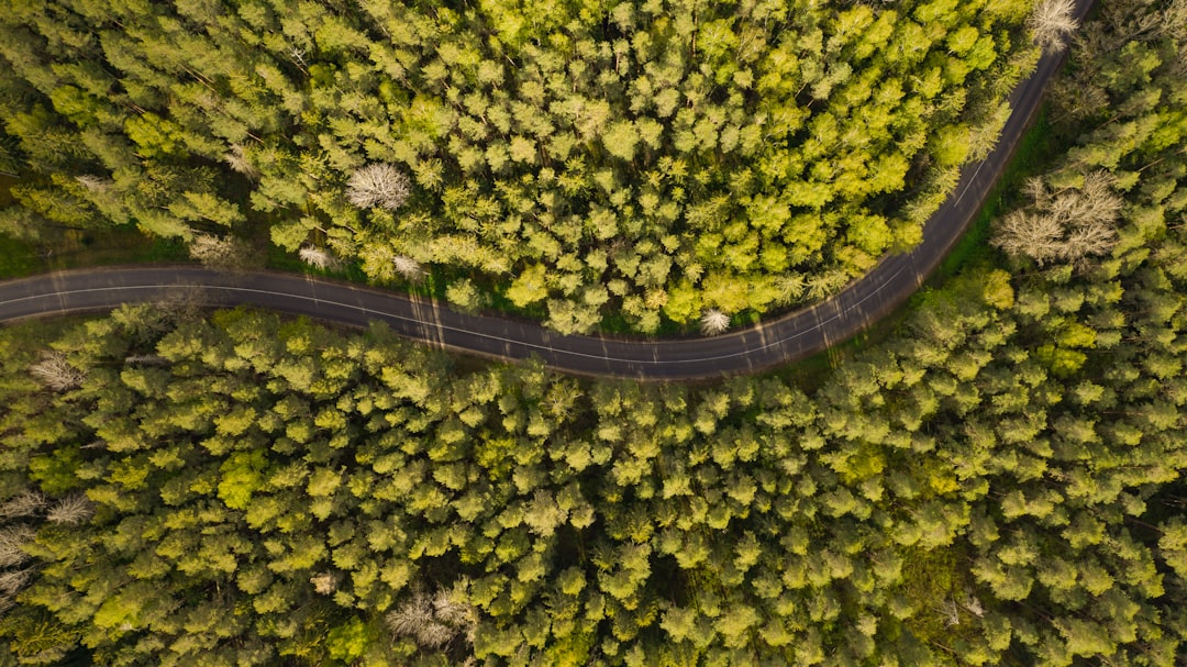 aerial view of green trees