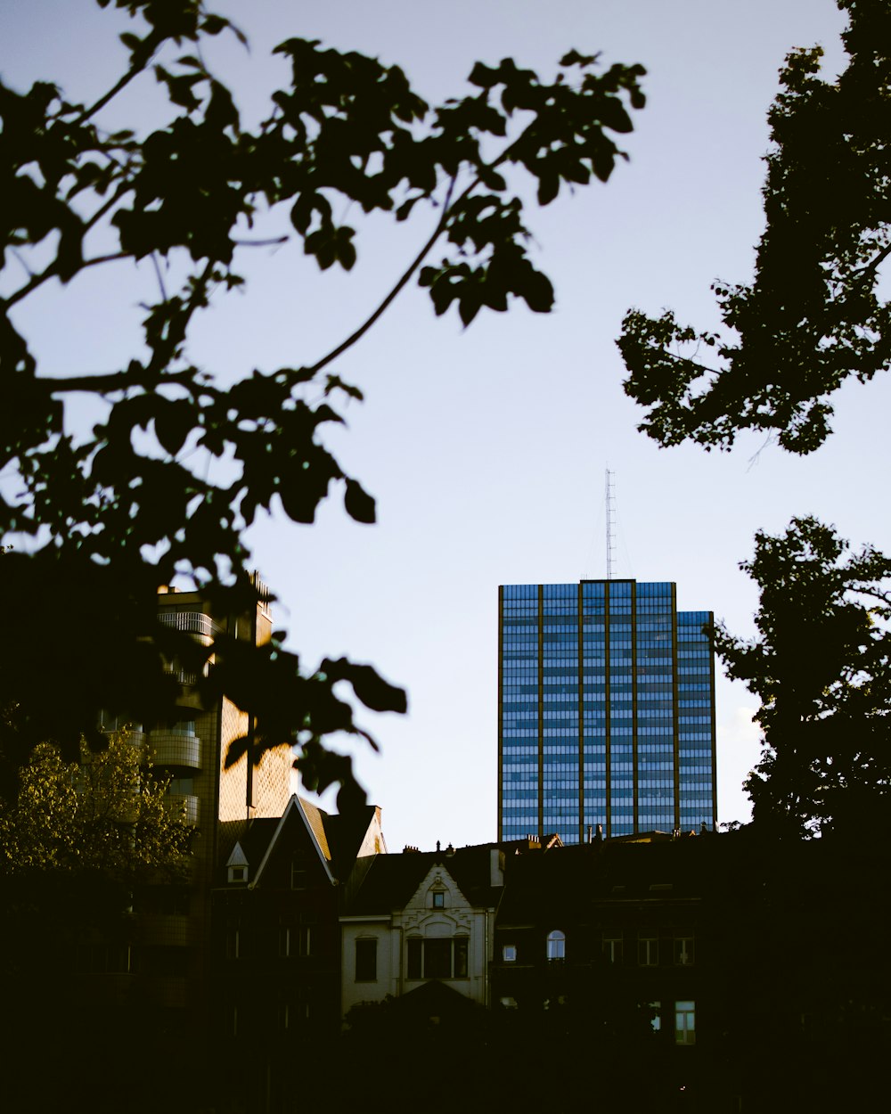 silhouette of trees near building during daytime