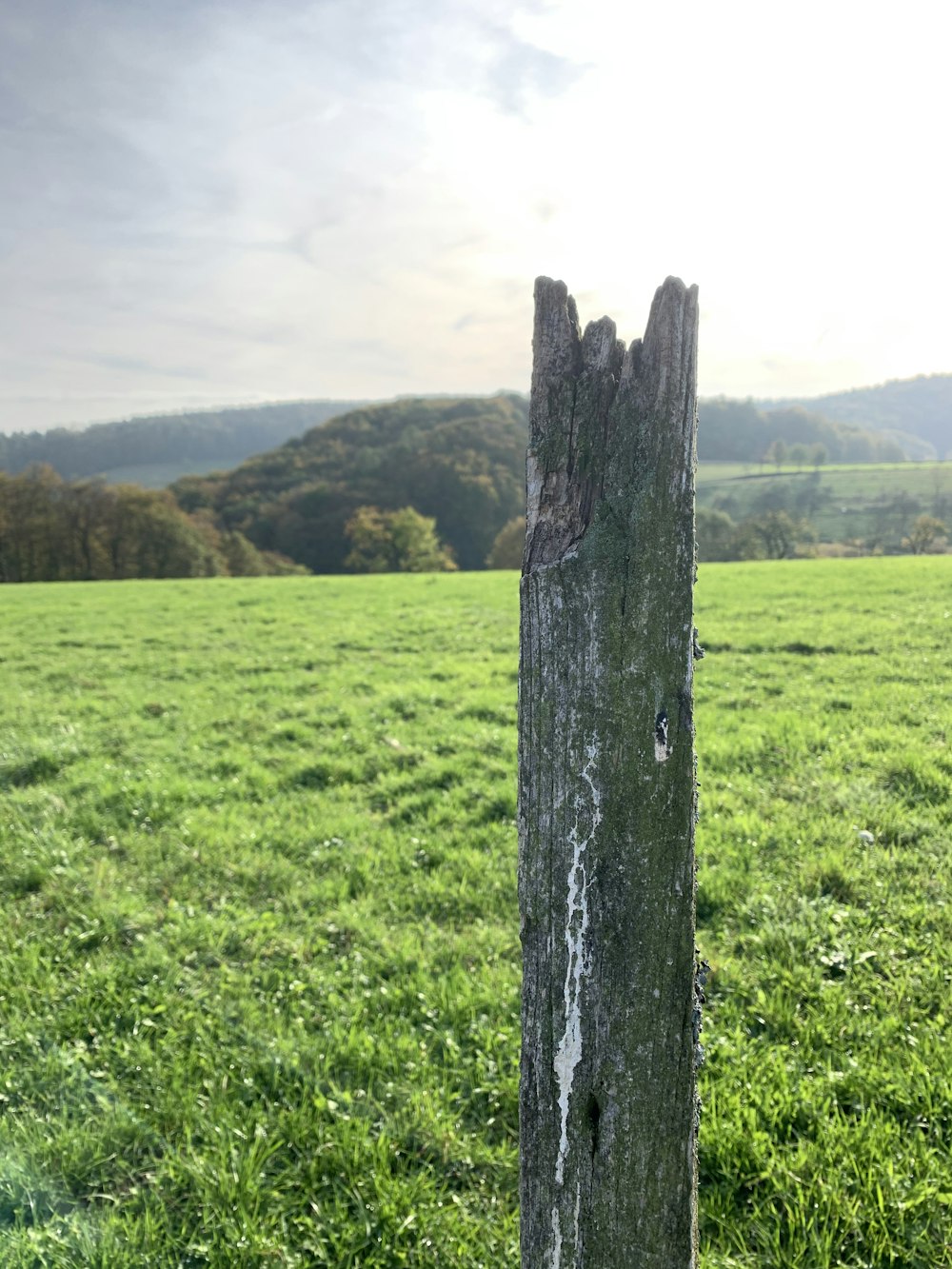 green grass field during daytime