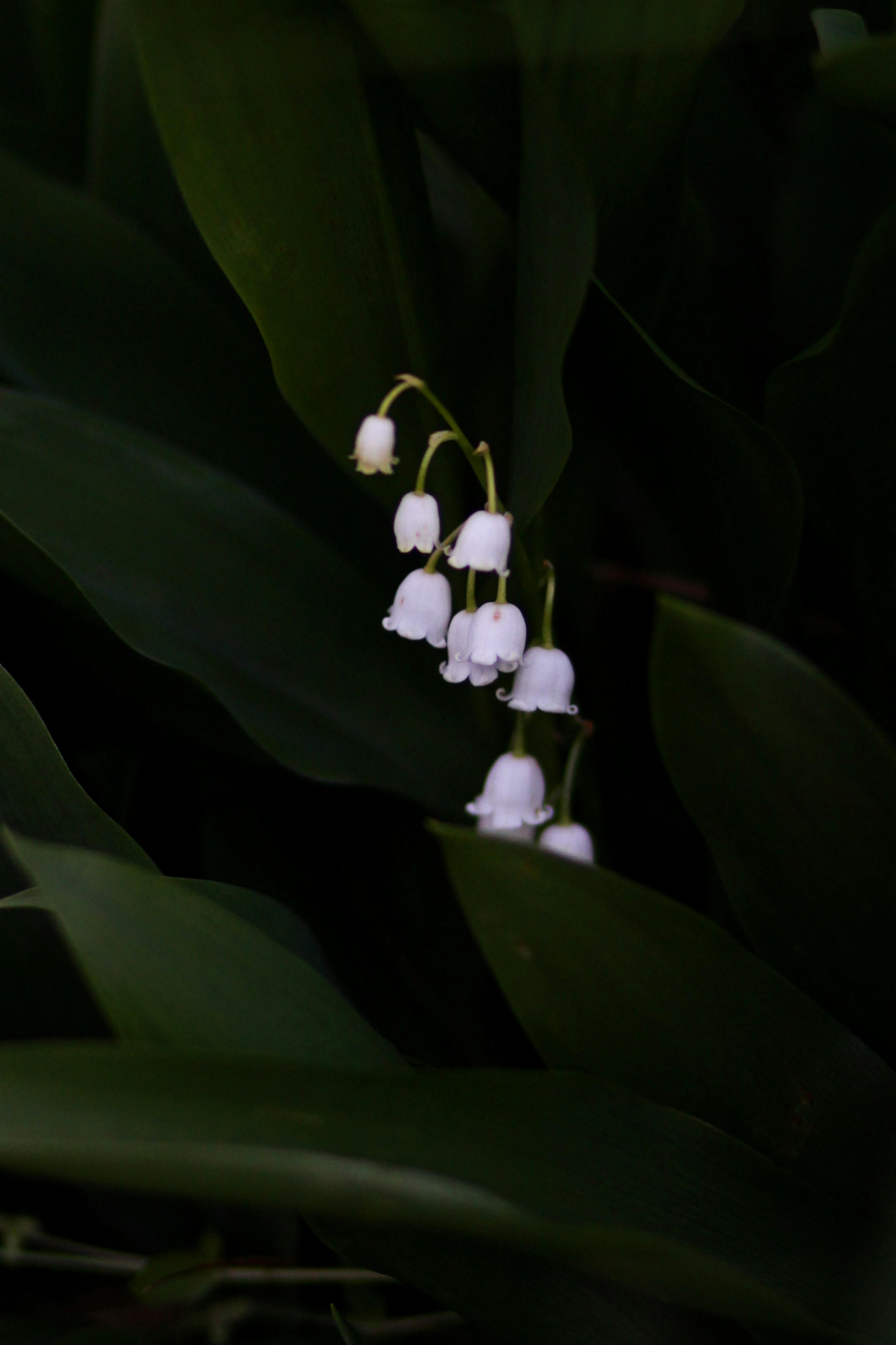 Photo by meghanschiereck